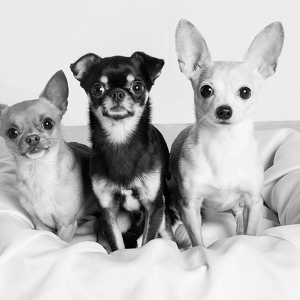 Fundraising Page: Bozworth, Remmington, Phillip Ulibarri